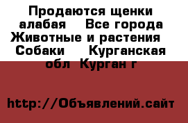 Продаются щенки алабая  - Все города Животные и растения » Собаки   . Курганская обл.,Курган г.